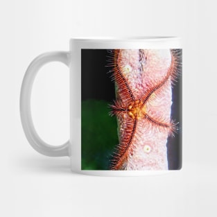 Brittle Sea Star Fish Mug